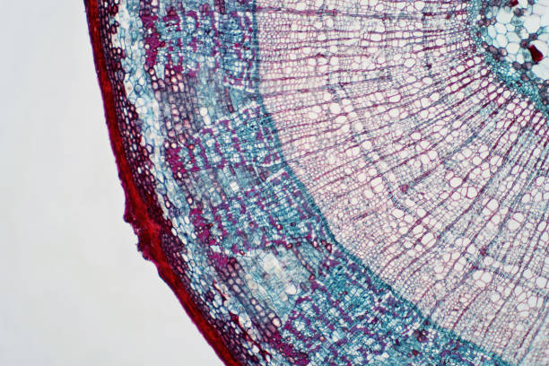 istock Cross sections of plant stem under light microscope view for botany education. 1353134082