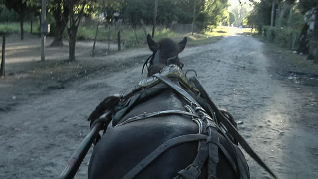 View from a Horse-Drawn Carriage.