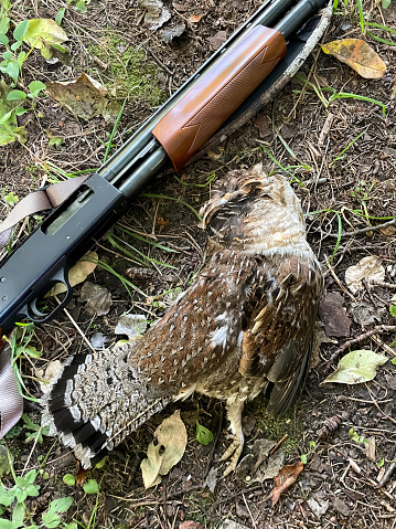 Grouse is a sought after game bird in Ontario, Canada
