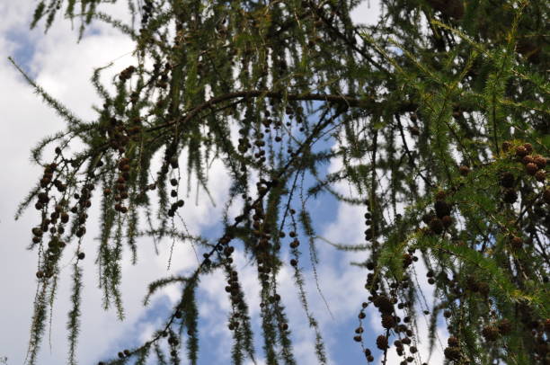 istock Drooping branches of a Japanese weeping larch deciduous conifer tree (larix kaempferi pendula) with green leaves and small cones on a background of blue sky and white clouds. Botanical background. 1353140705