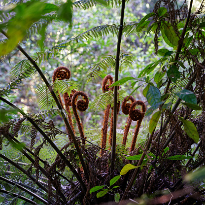 A family of new fern fronds called koru just starting to unfurl into a new leaves, Abel Tasman National Park, New Zealand.