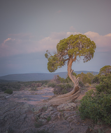 A lone tree with a beautiful view of the sunset in the Black Canyon of Gunnison, Colorado.