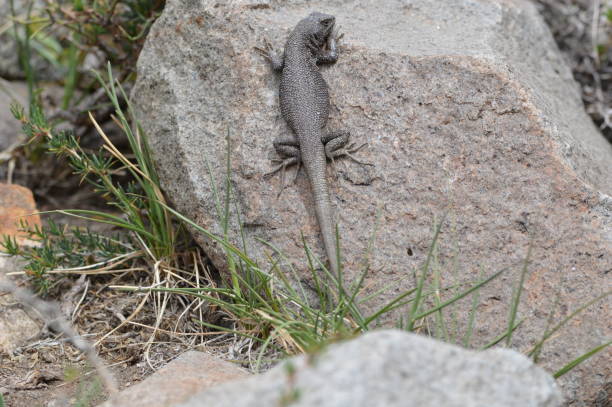 istock Lizard in Parque Cordillera Yerba Loca 1353144915