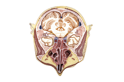 The horizontal section through the human head model plate 9 from 11 plate for physical anatomy education.