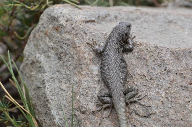 istock Lizard in Parque Cordillera Yerba Loca 1353145084