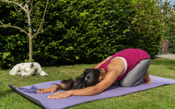 An asian women performing a child pose yoga stretch during a workout, outside in summer beside her white west highland terrier dog stock photo
