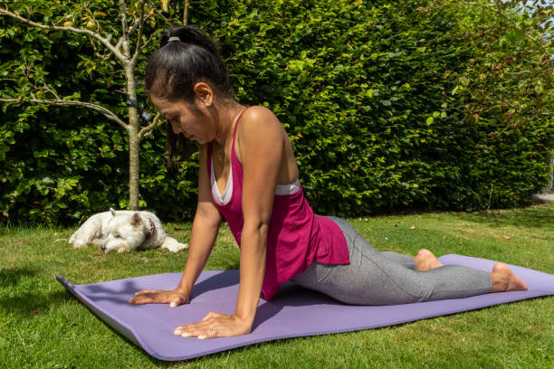 An asian women performing an upward dog yoga stretch during a workout, outside in summer beside her white west highland terrier dog stock photo