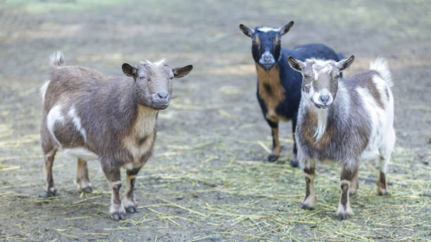 istock Curious Goats standing in animal pen 1353151811