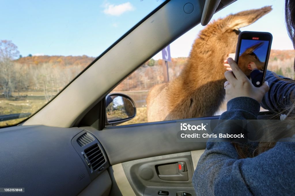 A tourist sitting in her vehicle feeding an elk or wapiti while filming it on her phone, enjoying Omega Parc, outside Montebello, Quebec, Canada. Animal Stock Photo