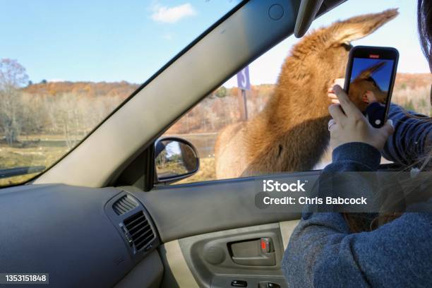 A Tourist Sitting In Her Vehicle Feeding An Elk Or Wapiti While Filming It On Her Phone Enjoying Omega Parc Outside Montebello Quebec Canada Stock Photo - Download Image Now