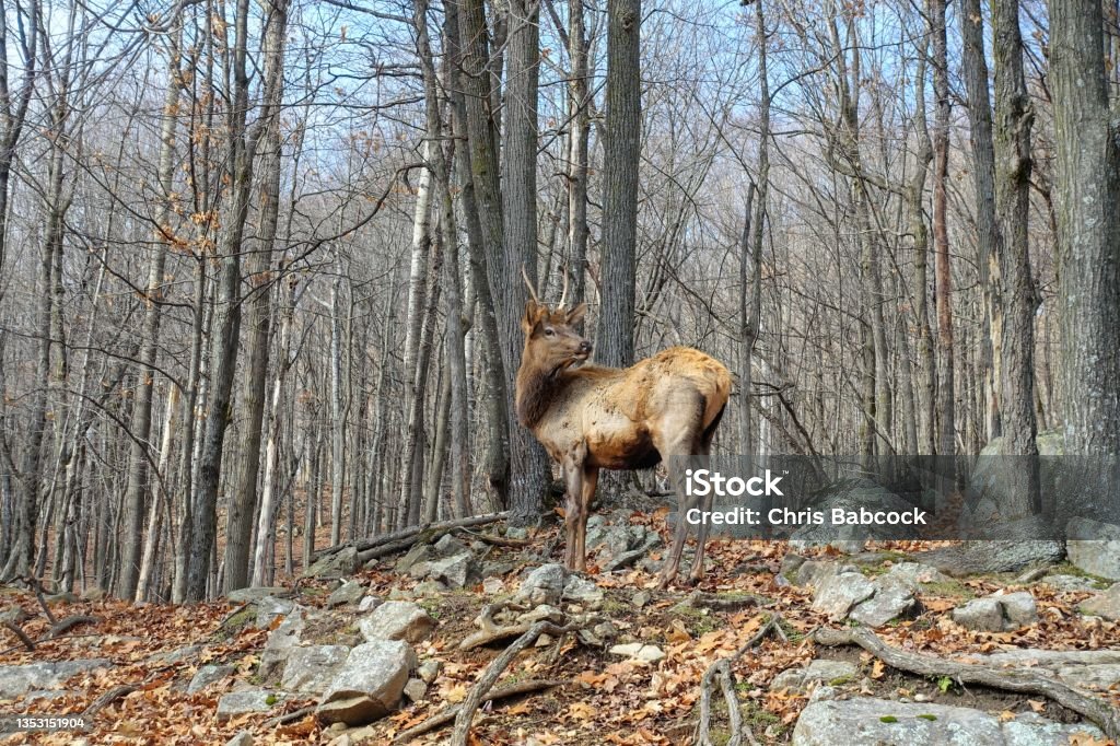 Big male elk with huge antlers on a sunny day in Omega Park, Montebello, Quebec, Canada. Canada Stock Photo
