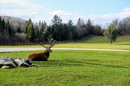 Alce macho grande con enormes astas en un día soleado en Omega Park, Montebello, Quebec, Canadá. photo