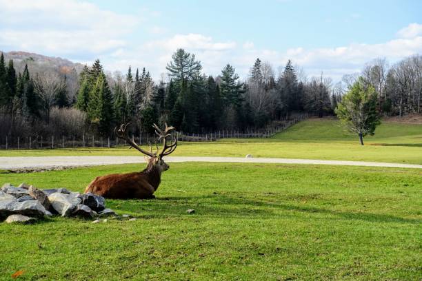 Big male elk with huge antlers on a sunny day in Omega Park, Montebello, Quebec, Canada. stock photo