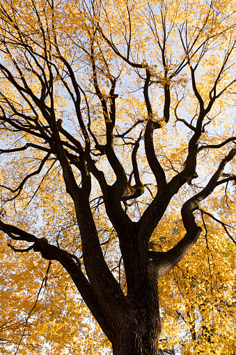 Autumn foliage in Vienna park, Austria