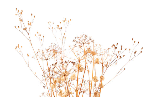 istock Dry Plants in Abstract Vase Isolated on White Background. 1353152567