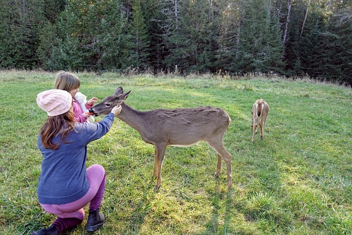 Una madre y su hija alimentando a un pequeño ciervo con una zanahoria en un campo abierto en Parc Omega, a las afueras de Montebello, Quebec, Canadá. photo