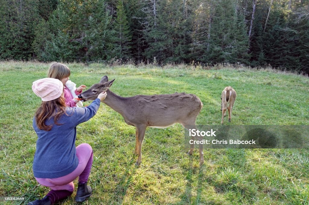 A mother and daughter feeding a small deer with a carrot in an open field in Parc Omega, outside Montebello, Quebec, Canada. Canada Stock Photo