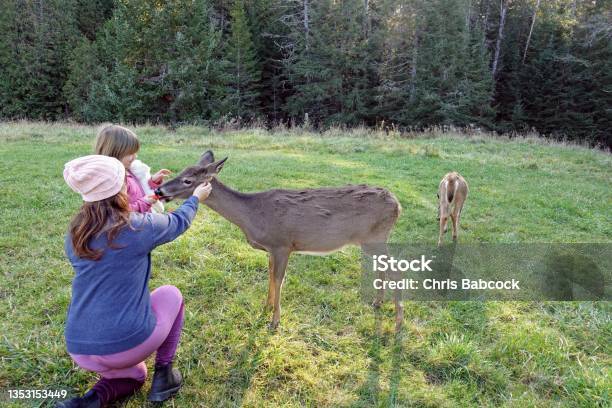 A Mother And Daughter Feeding A Small Deer With A Carrot In An Open Field In Parc Omega Outside Montebello Quebec Canada Stock Photo - Download Image Now