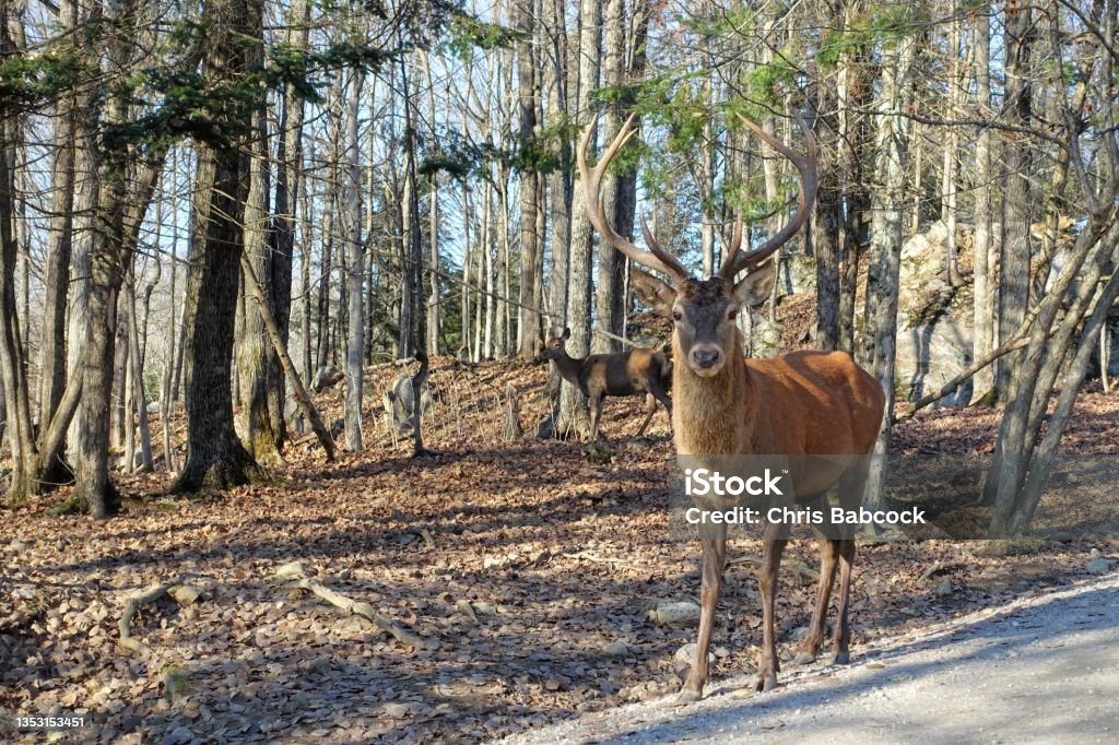 Big male red deer or Cervus elaphus with huge antlers on a sunny day in Omega Park, Montebello, Quebec, Canada. Quebec Stock Photo