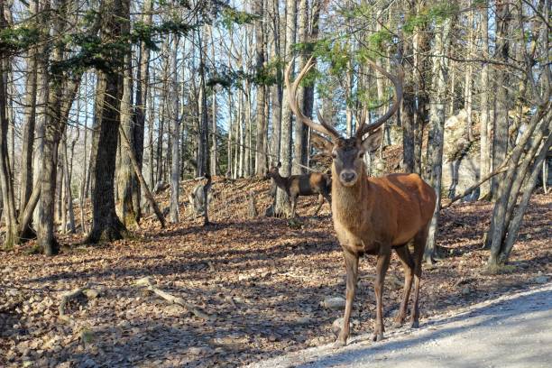 Big male red deer or Cervus elaphus with huge antlers on a sunny day in Omega Park, Montebello, Quebec, Canada. stock photo