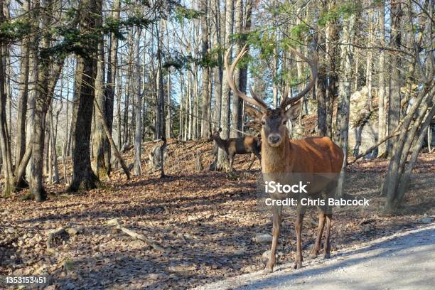 Big Male Red Deer Or Cervus Elaphus With Huge Antlers On A Sunny Day In Omega Park Montebello Quebec Canada Stock Photo - Download Image Now