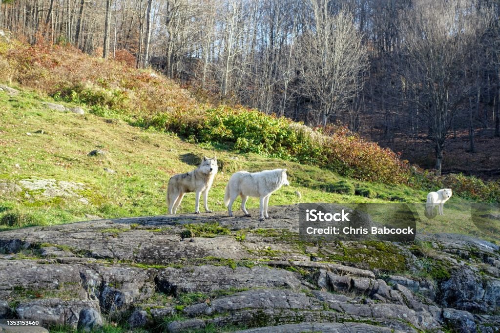 Two wolves standing on a hill surrounded by forest in the background, in Omega Park, Montebello, Quebec, Canada. Canada Stock Photo