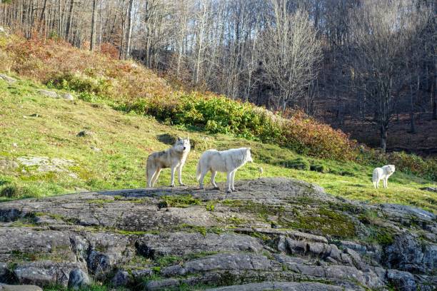 Two wolves standing on a hill surrounded by forest in the background, in Omega Park, Montebello, Quebec, Canada. stock photo