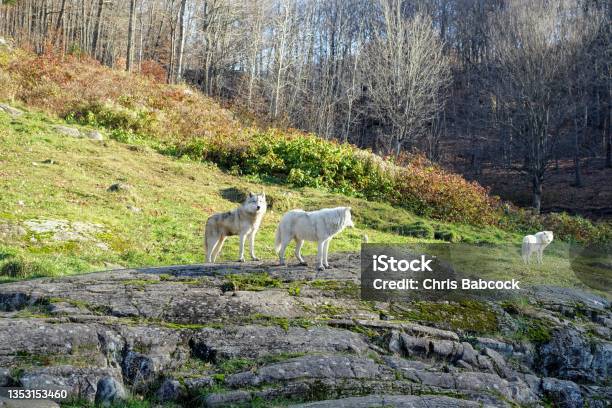Two Wolves Standing On A Hill Surrounded By Forest In The Background In Omega Park Montebello Quebec Canada Stock Photo - Download Image Now