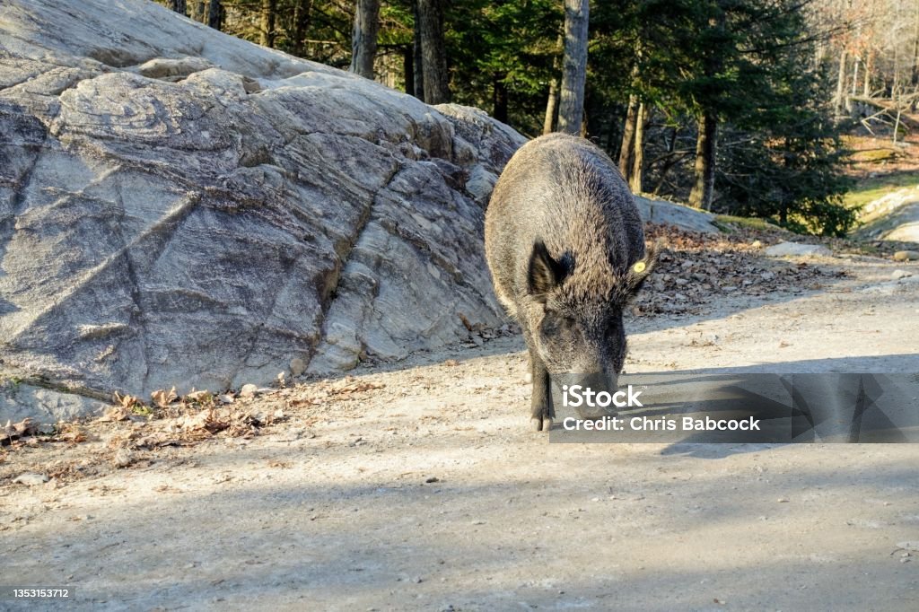 Big wild boars standing on the road eating a carrot on a sunny day in Omega Park, Montebello, Quebec, Canada. Canada Stock Photo