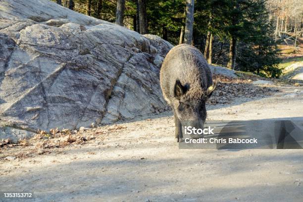 Big Wild Boars Standing On The Road Eating A Carrot On A Sunny Day In Omega Park Montebello Quebec Canada Stock Photo - Download Image Now