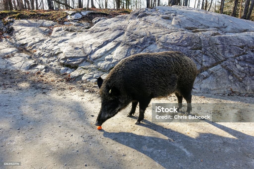 Big wild boars standing on the road eating a carrot on a sunny day in Omega Park, Montebello, Quebec, Canada. Animal Stock Photo