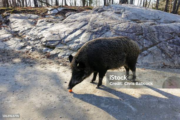 Big Wild Boars Standing On The Road Eating A Carrot On A Sunny Day In Omega Park Montebello Quebec Canada Stock Photo - Download Image Now