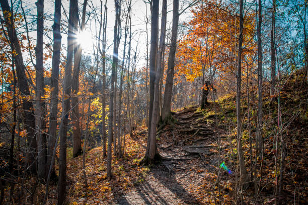 istock Sun Shines on a Hiking Trail in Ontario 1353154524