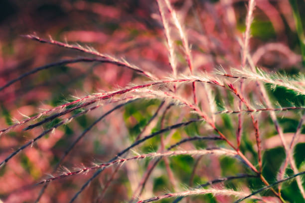 Rust colored reeds in early October evening sunlight.