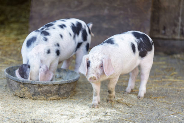 istock Two Gloucester Old Spot Piglets in animal pen 1353155651