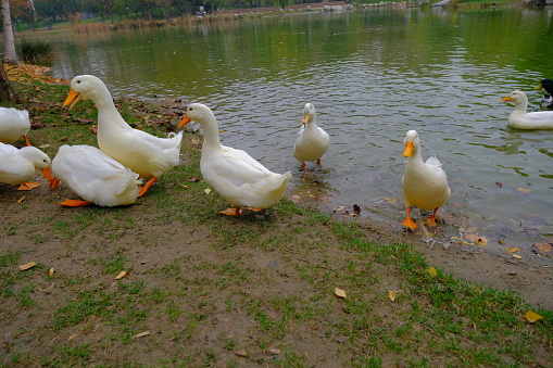 Groups of ducks, white ducks in pond and dirty road, walking around.