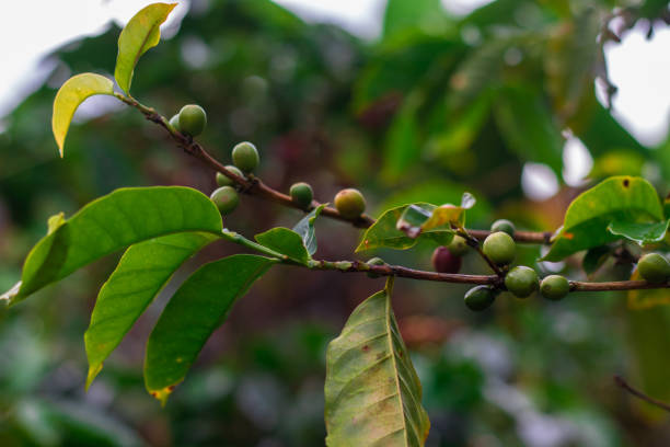 コス�タリカのサンジェロニモの高地にあるコーヒー農園のコーヒーフルーツの枝 - planting crop ripe branch ストックフォトと画像