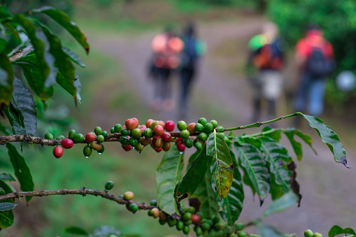 branch of ripe coffee fruits in a coffee plantation with a group of walkers in a blurred background in the highlands of San Jeronimo in Costa Rica