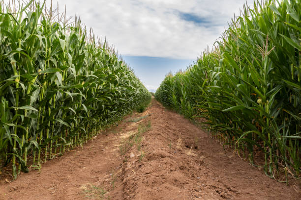 istock Cornfield; dirt path between tall rows of corn on either side; cloud and sky in distance. 1353164396