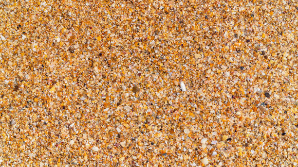istock Beach horizontal background: Wet golden broken shell rock on the beach close up 1353164425