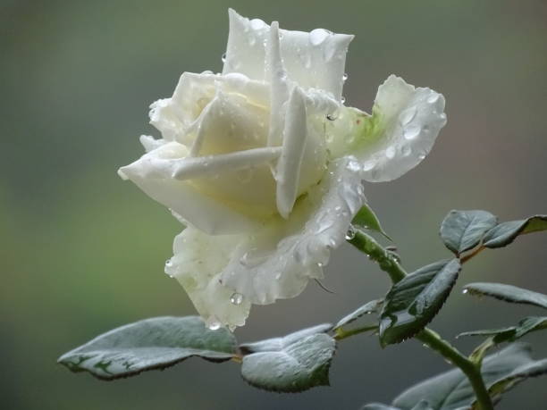THE SIDE VIEW OF THE WHITE ROSE BLOSSOM stock photo