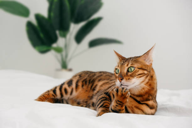 istock Purebred striped bengal cat,lying on bed rosette in gold by green plant on white background, showing paw.Amazed,surprised,funny pet humor.Mannered animal, flirt Copy space 1353164708