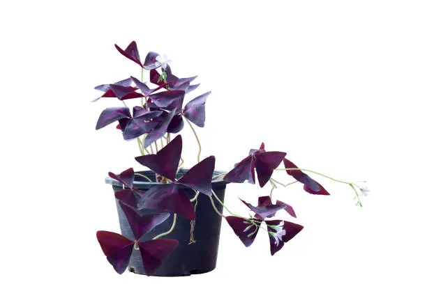 Photo of Purple shamrock, Love plant or Oxalis triangularis bloom in black plastic pot in the garden isolated on white background included clipping path.