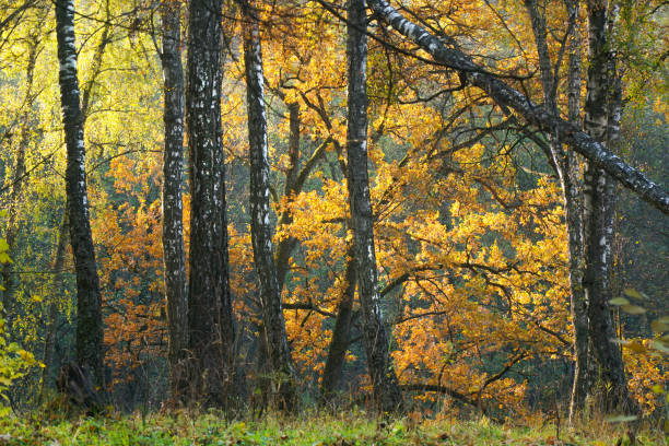 istock Beautiful autumn landscape. Oak Grove Birch Forest 1353167584