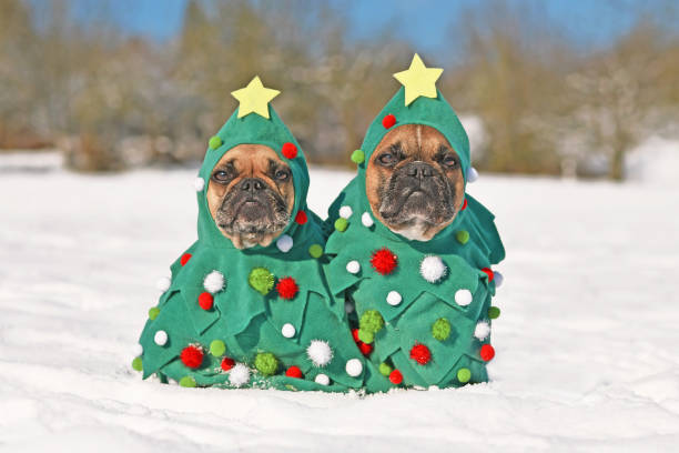 istock Christmas tree costume dogs 1353167588