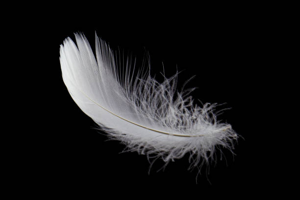 istock Lightly of White Feather on Black Background. 1353167621