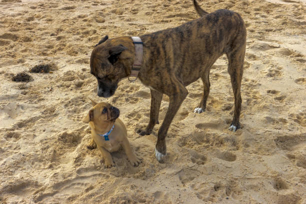 istock Big Dog Little Dog 1353169774