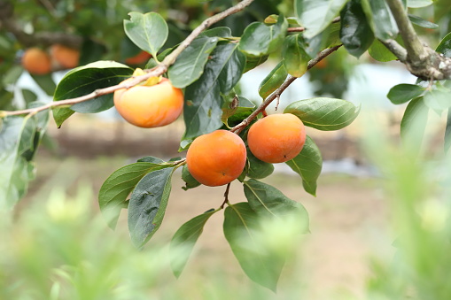 Diospyros kaki,  the Oriental persimmon, Japanese persimmon or kaki persimmon, is the most widely cultivated species of the genus Diospyros.