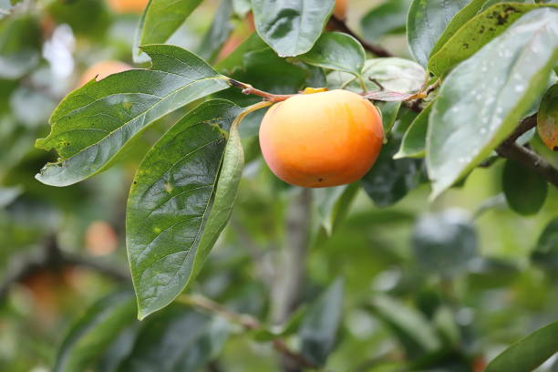 istock Diospyros kaki in Japan Persimmon 1353170679