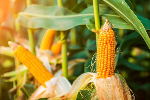 istock The corn plant in the field 1353170901